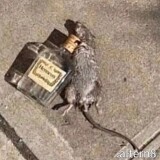 wockybalboa